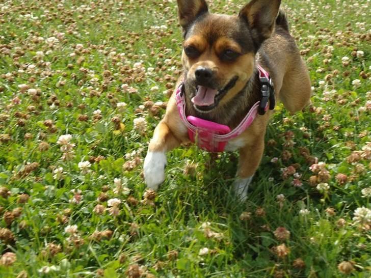 Blanding af racer Mille billede 3