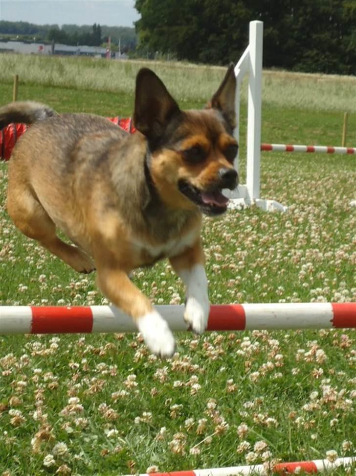 Blanding af racer Mille billede 1