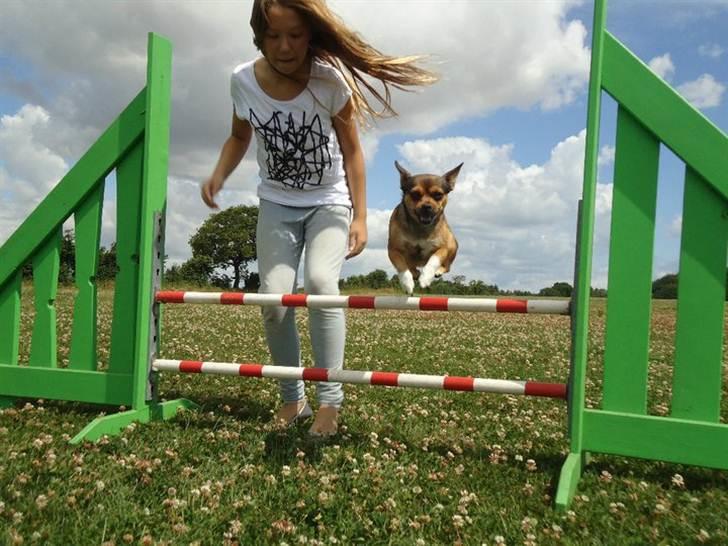 Blanding af racer Mille billede 4