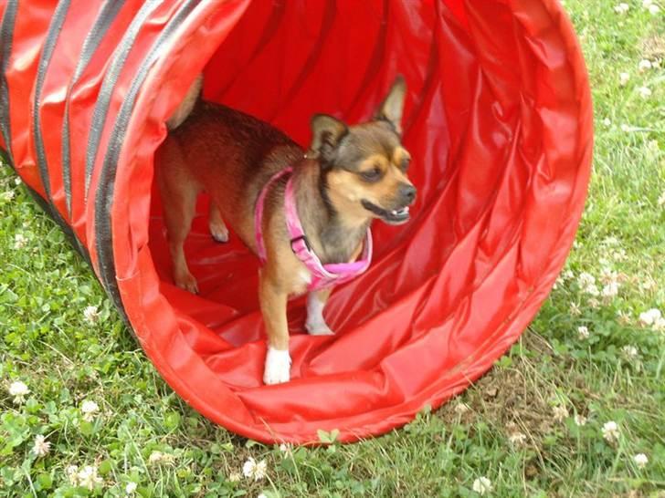 Blanding af racer Mille billede 11