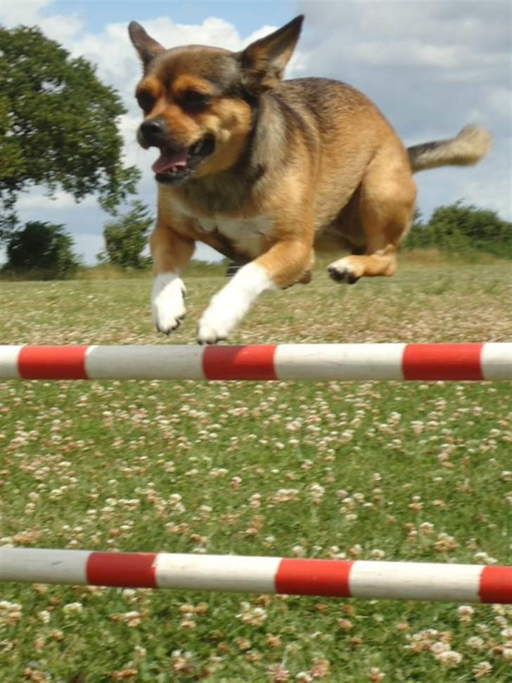 Blanding af racer Mille billede 17