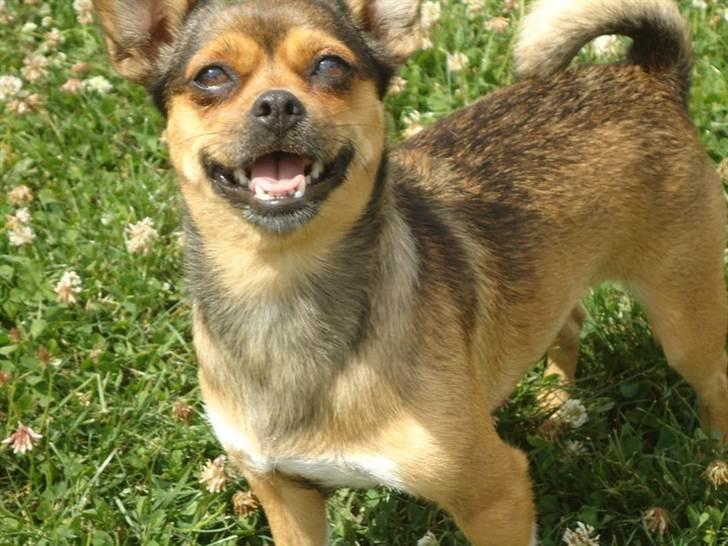 Blanding af racer Mille billede 6