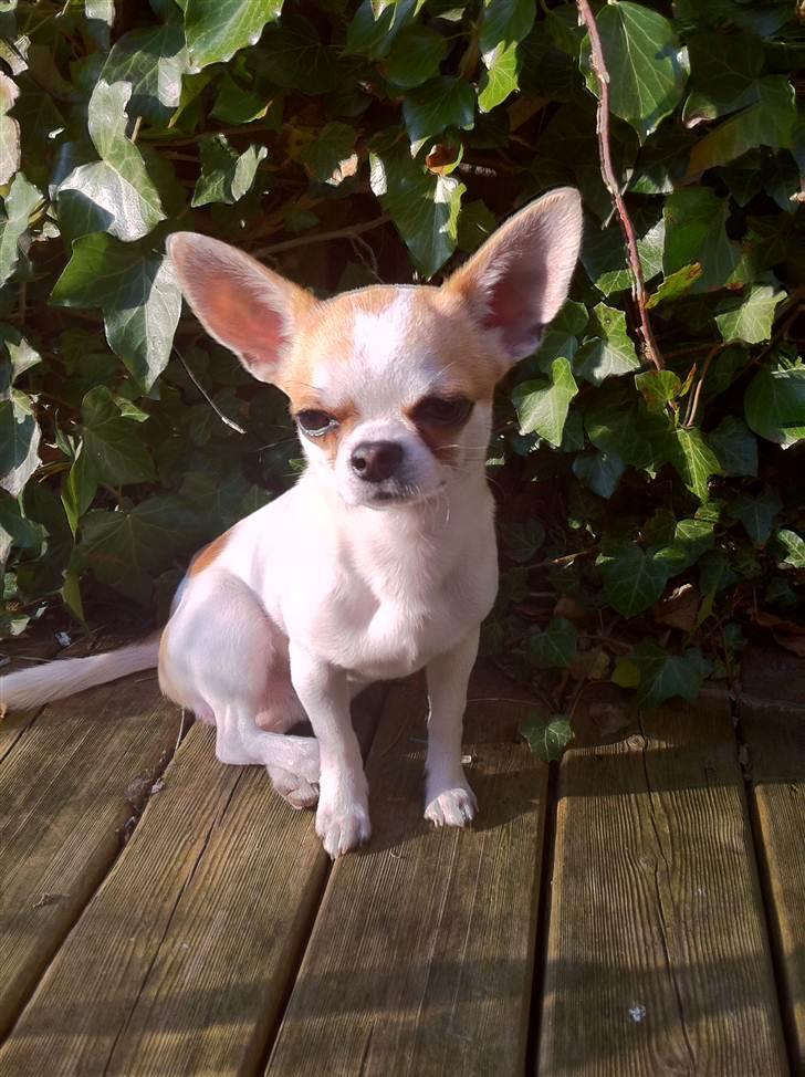Chihuahua Gismo//Gisser. billede 8