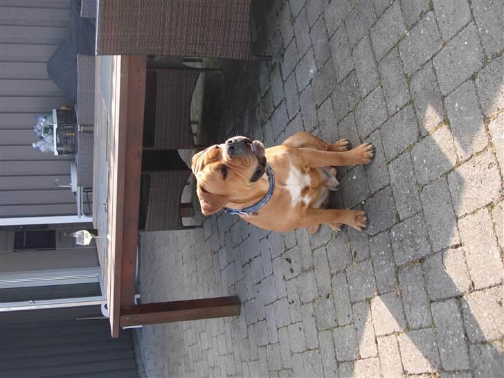 Olde english bulldogge NIels Knudsen billede 8