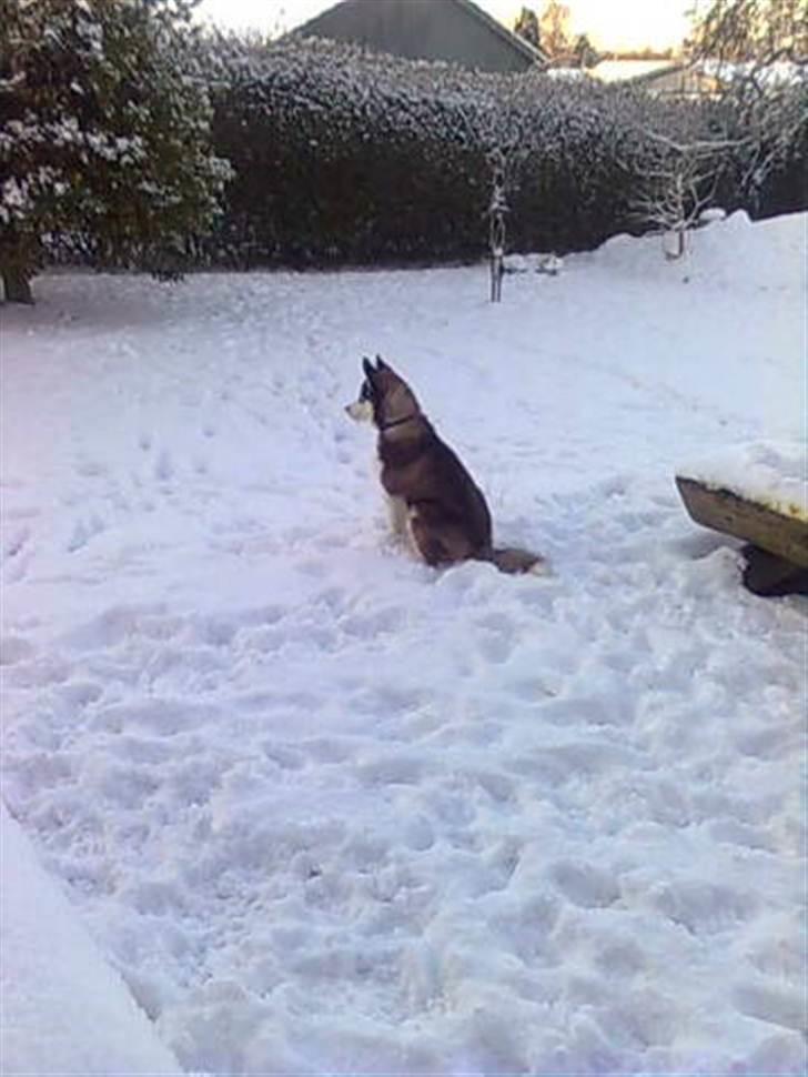 Siberian husky Snow Husky Ziemabor Aslan - Den helt rette temperatur til at slappe af i haven... billede 11