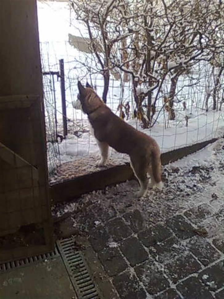 Siberian husky Snow Husky Ziemabor Aslan - Jeg kan se noget på den anden side af hegnet... billede 12