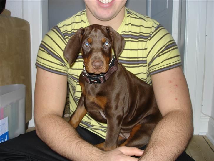 Dobermann Doobergårdens Forever Fancy  Himmelhund :( billede 1