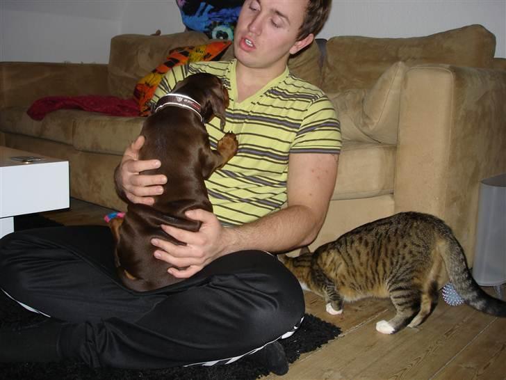 Dobermann Doobergårdens Forever Fancy  Himmelhund :( billede 2