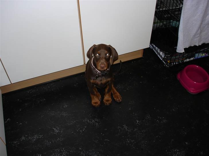 Dobermann Doobergårdens Forever Fancy  Himmelhund :( billede 3