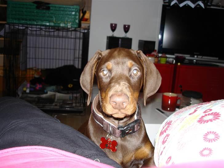 Dobermann Doobergårdens Forever Fancy  Himmelhund :( billede 4