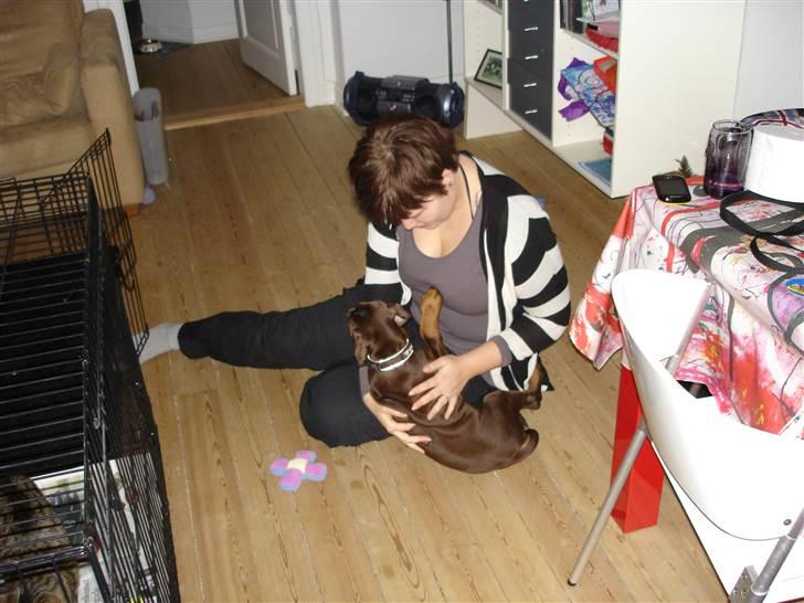 Dobermann Doobergårdens Forever Fancy  Himmelhund :( billede 5