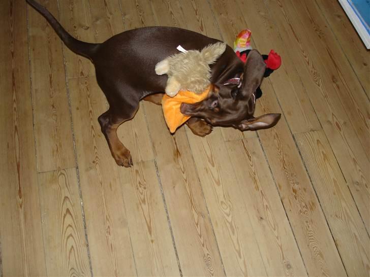 Dobermann Doobergårdens Forever Fancy  Himmelhund :( billede 6