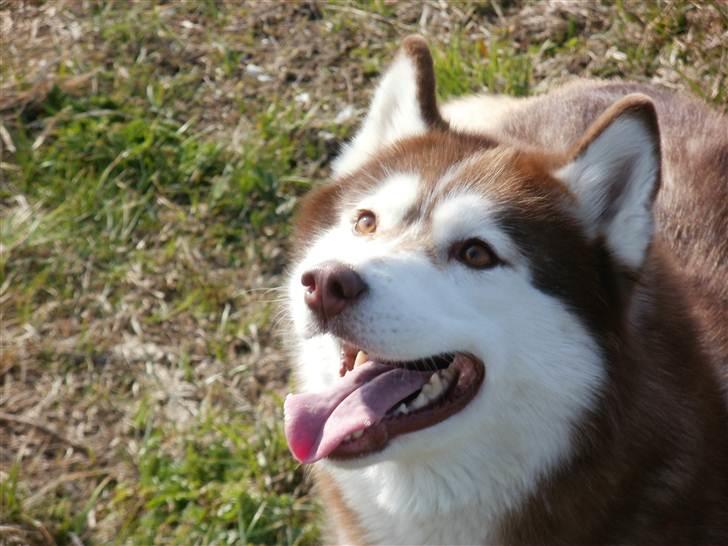 Siberian husky Laila (himmelhund) - super happy husky billede 8