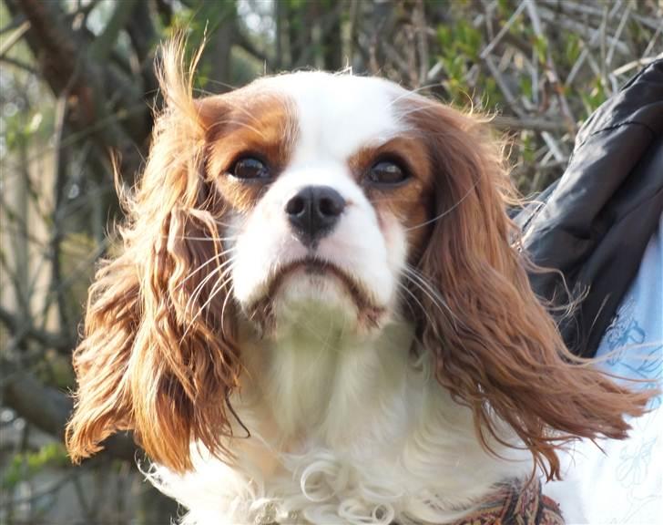 Cavalier king charles spaniel Thyholm´s Otilia - Tilde - Tilde april 2011 - klar til at flytte hjem til Vibeke billede 13