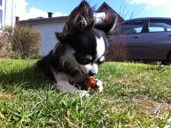 Chihuahua Coco Casanova billede 20