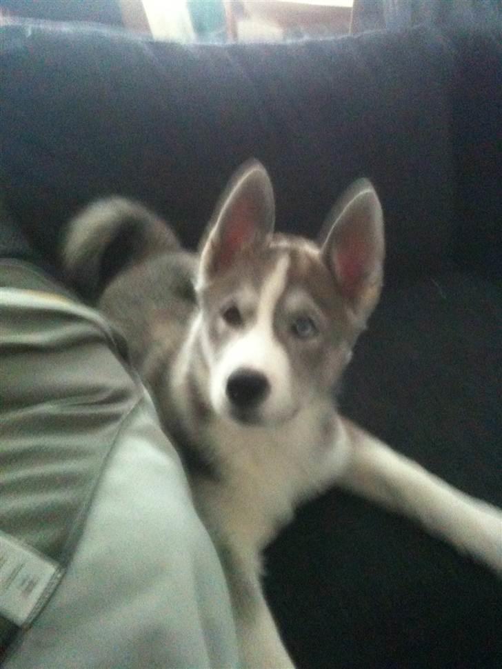 Siberian husky Emma - Saa yndig hun er i sofaen ..  billede 13