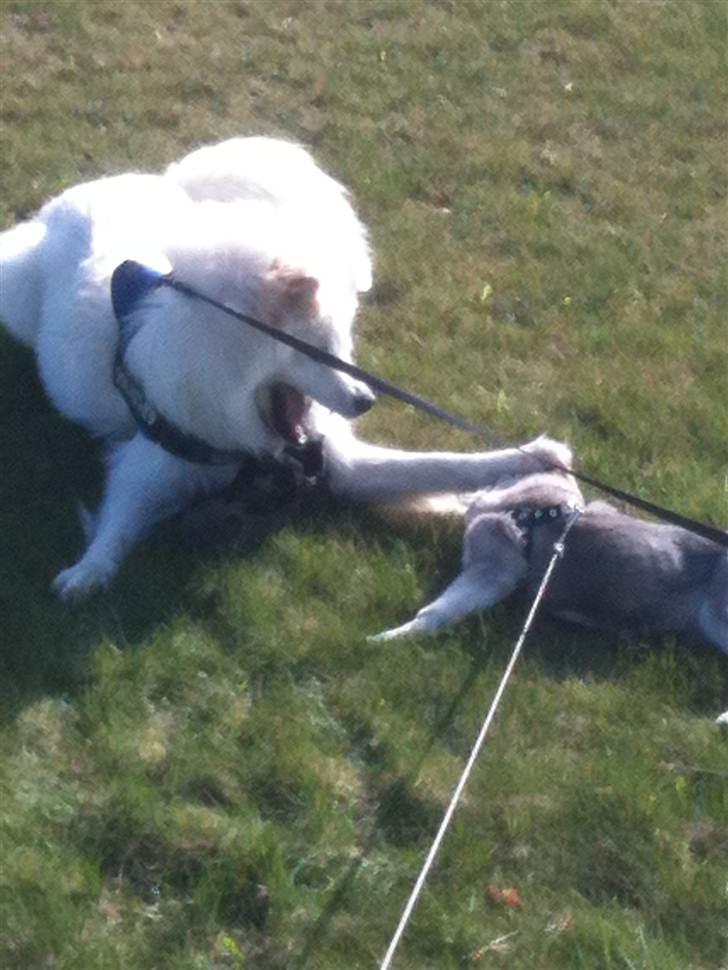 Siberian husky Emma - Emma&James der leger mens vi gaar tur .  billede 14