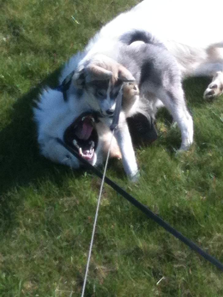 Siberian husky Emma - Emma&James Der leger igen ..  billede 15