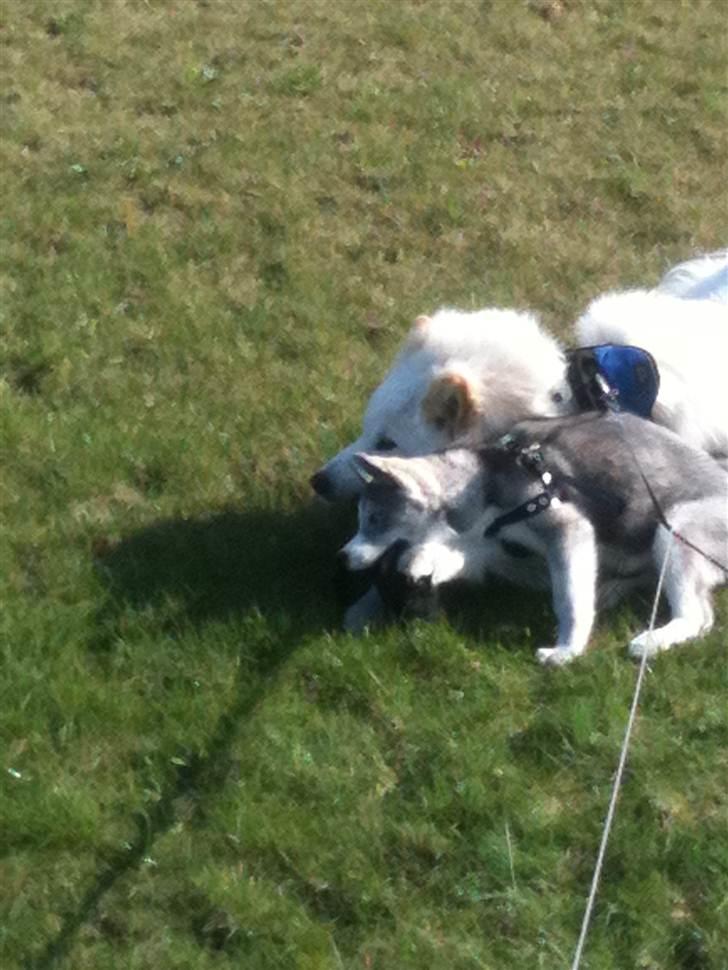 Siberian husky Emma - Emma&James Der var glade for en sko de fandt ..  billede 16