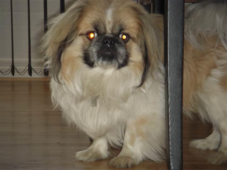 Pekingeser Charlie billede 13