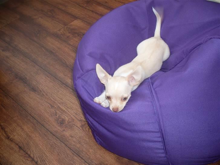 Chihuahua Gucci billede 1