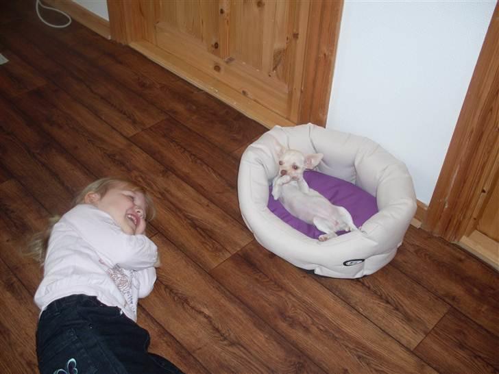 Chihuahua Gucci billede 2