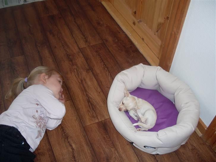 Chihuahua Gucci billede 3