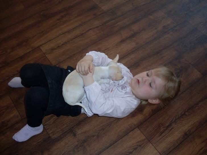 Chihuahua Gucci billede 4