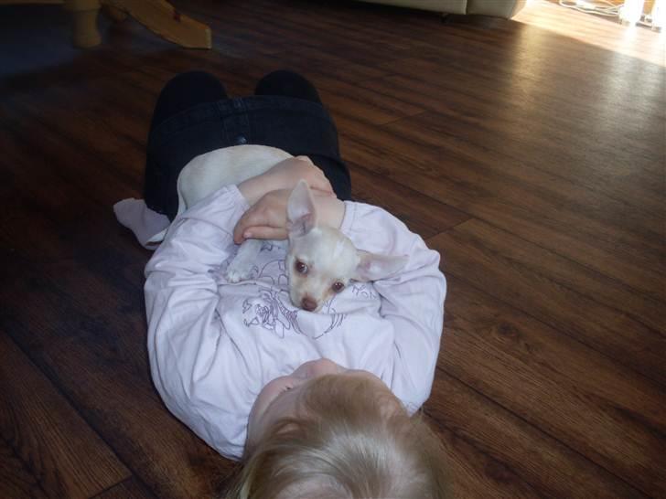 Chihuahua Gucci billede 5