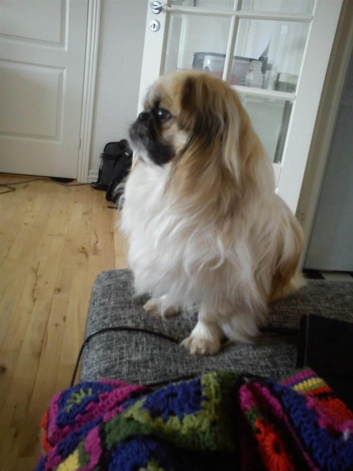 Pekingeser Charlie - Sidder lige og holder øje med de fugle derude.. billede 14