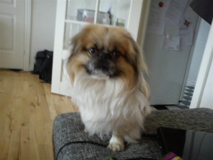 Pekingeser Charlie billede 3