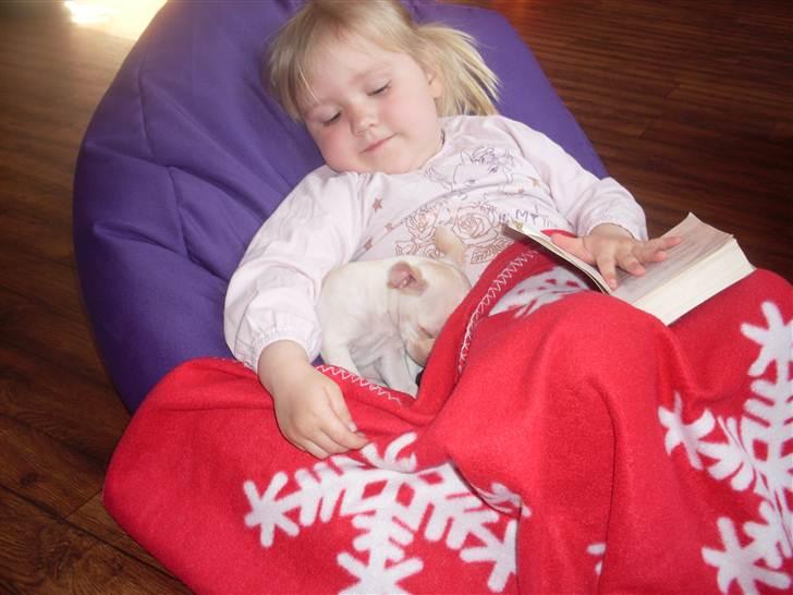 Chihuahua Gucci billede 6