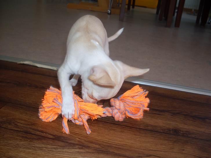 Chihuahua Gucci billede 7