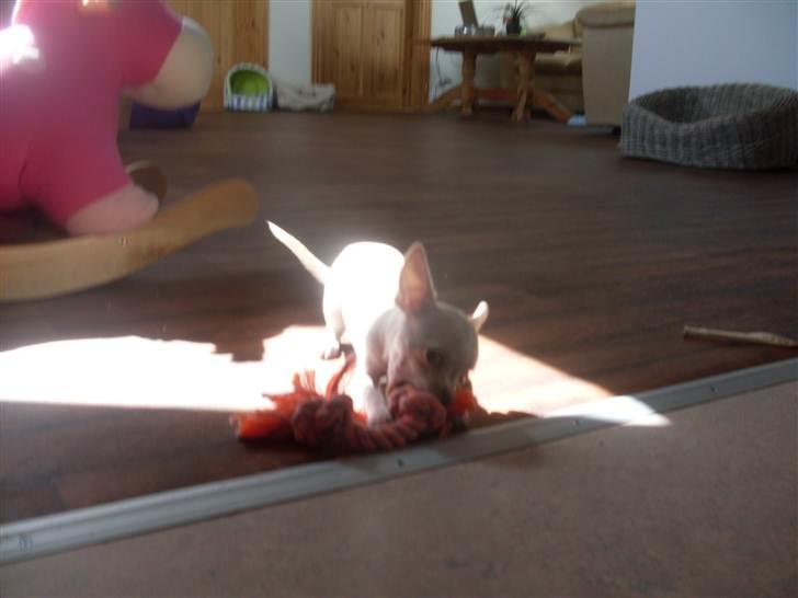 Chihuahua Gucci billede 8