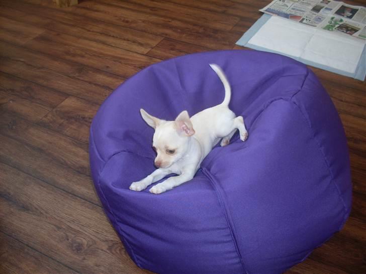 Chihuahua Gucci billede 9