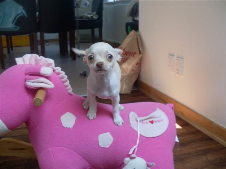 Chihuahua Gucci billede 10