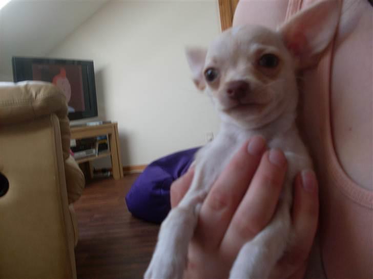 Chihuahua Gucci billede 11