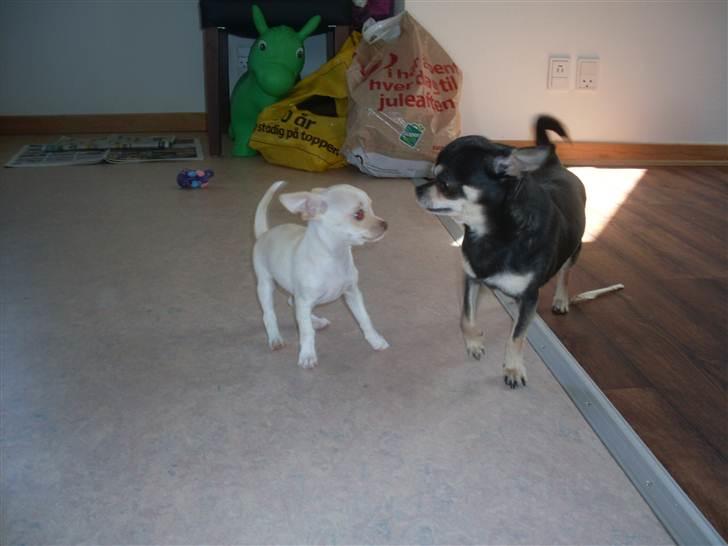 Chihuahua Gucci billede 12