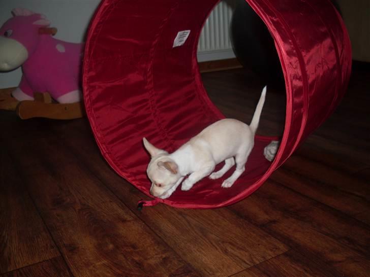 Chihuahua Gucci billede 13