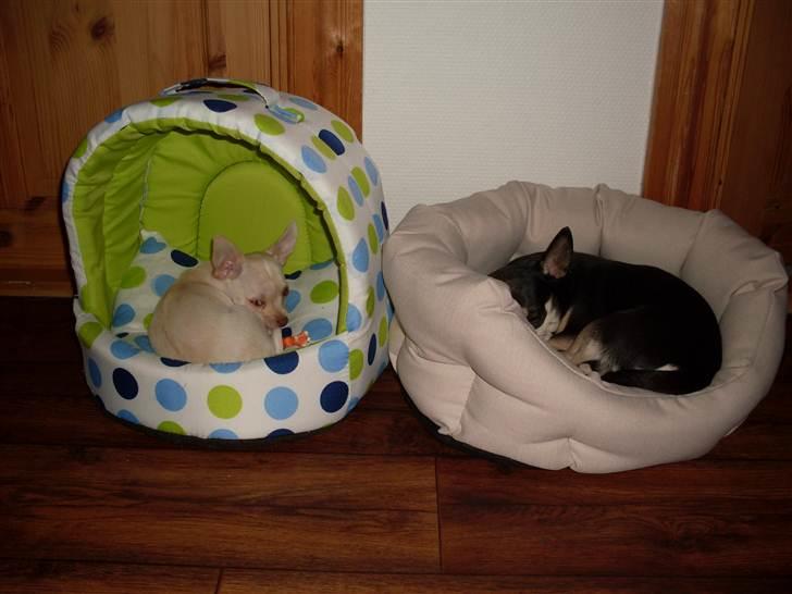 Chihuahua Gucci billede 14