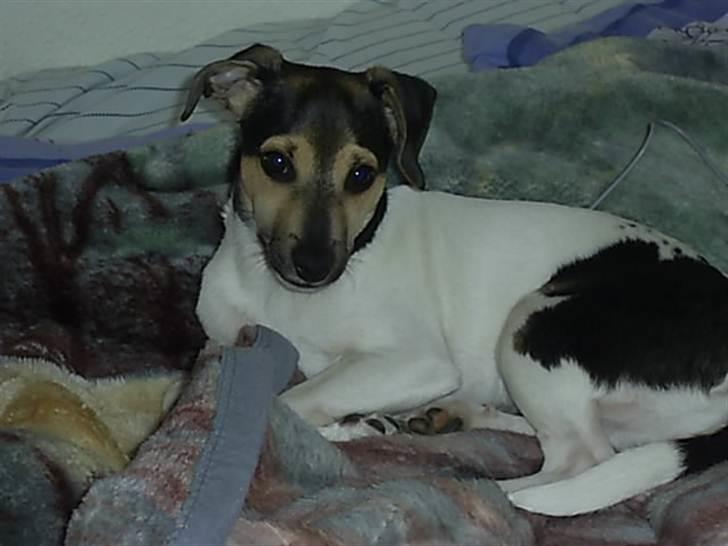 Dansk svensk gaardhund flintegården's Charlie <3 - Ja er lige vånget

foto: helena lenskjold ( mig ) billede 2