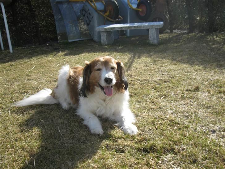 Kooikerhondje Mickey billede 18