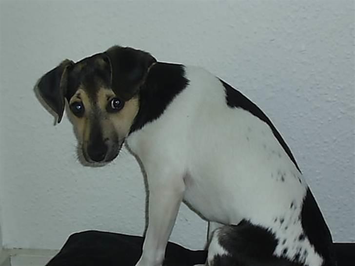 Dansk svensk gaardhund flintegården's Charlie <3 - Hvordan skal jeg stå?

foto: helena lenskjold ( mig ) billede 3