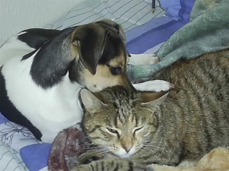 Dansk svensk gaardhund flintegården's Charlie <3 - Ha nu har jeg dig bella

foto: helena lenskjold ( mig ) billede 4