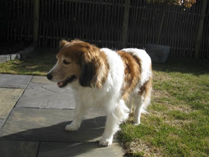 Kooikerhondje Mickey billede 19