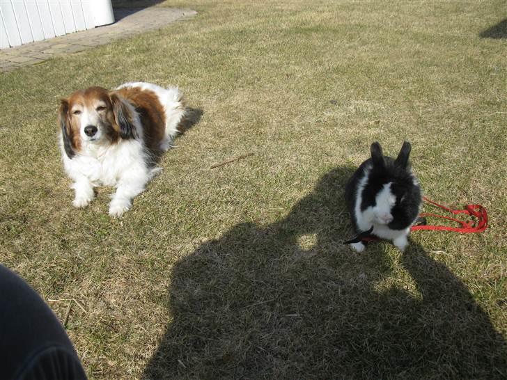 Kooikerhondje Mickey - Mickey og min kanin Supermand:) billede 20