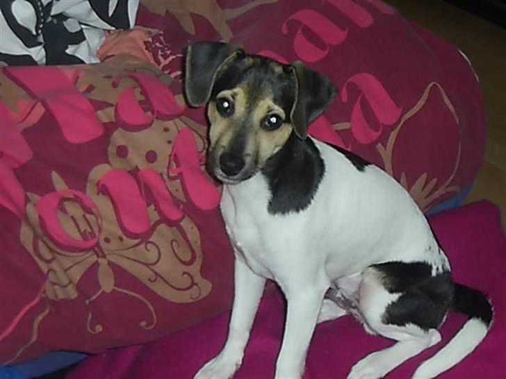 Dansk svensk gaardhund flintegården's Charlie <3 - Hej jeg er da bare en charmetrold

foto: helena lenskjold ( mig ) billede 6