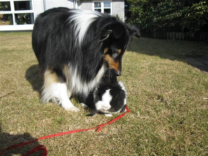 Shetland sheepdog coco - Coco siger dav til min kanin supermand billede 18