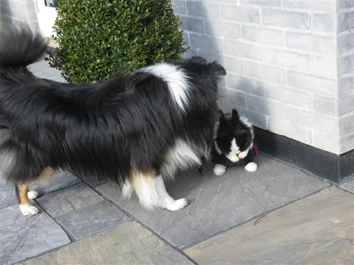 Shetland sheepdog coco billede 19