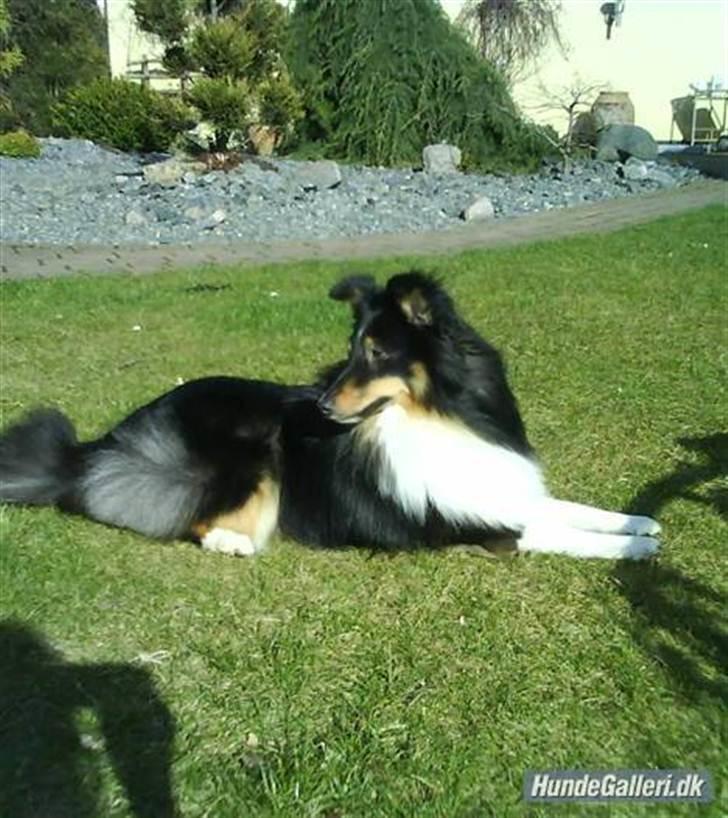 Shetland sheepdog coco billede 20